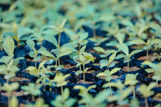 Close-up of young saplings growing in a nursery in Paragominas, Brazil, showcasing lush green growth.